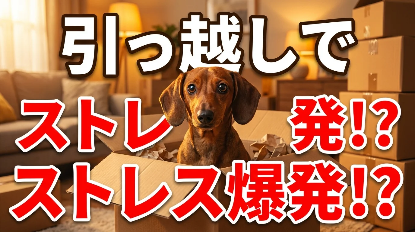 ダックスフンドの引っ越しストレス対策！新しい環境に慣れさせる5つのステップ